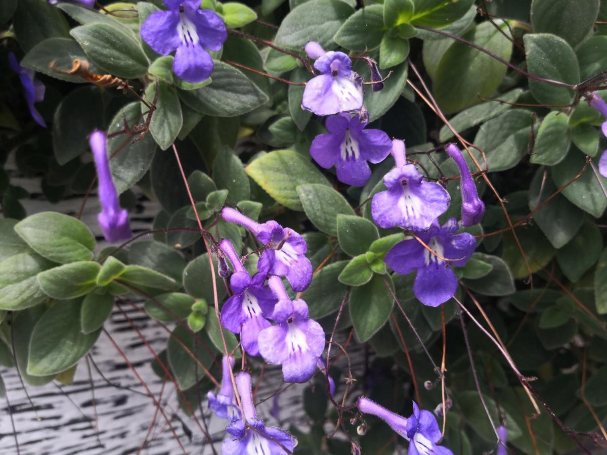 ברינצ'אנג Lily Homestay Barrington Square Cameron Highlands. מראה חיצוני תמונה