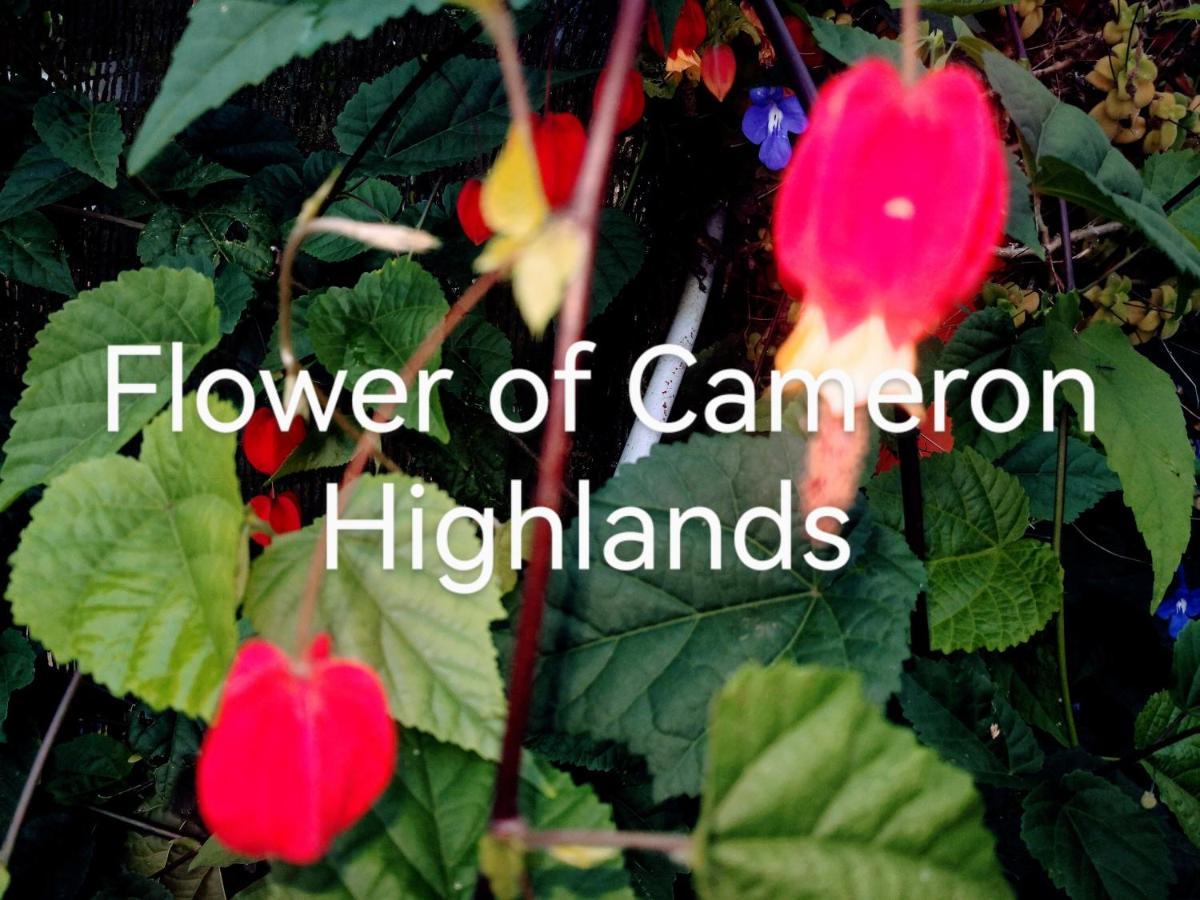 ברינצ'אנג Lily Homestay Barrington Square Cameron Highlands. מראה חיצוני תמונה